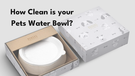 How Clean is your pets water bowl? - Chasing Winter