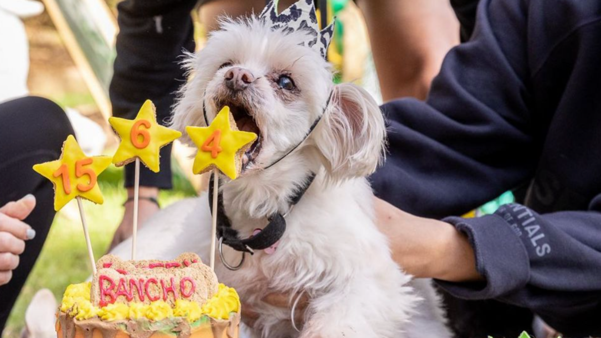 About Lets Pawty | Dog Party Planners