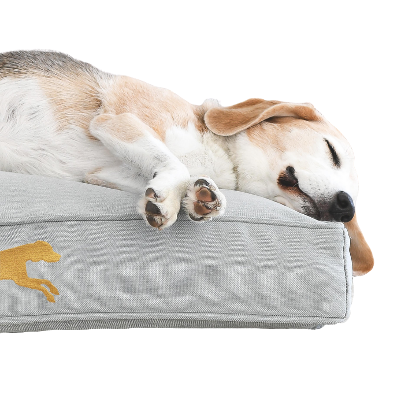 aging beagle sleeping on grey memory foam pet bed