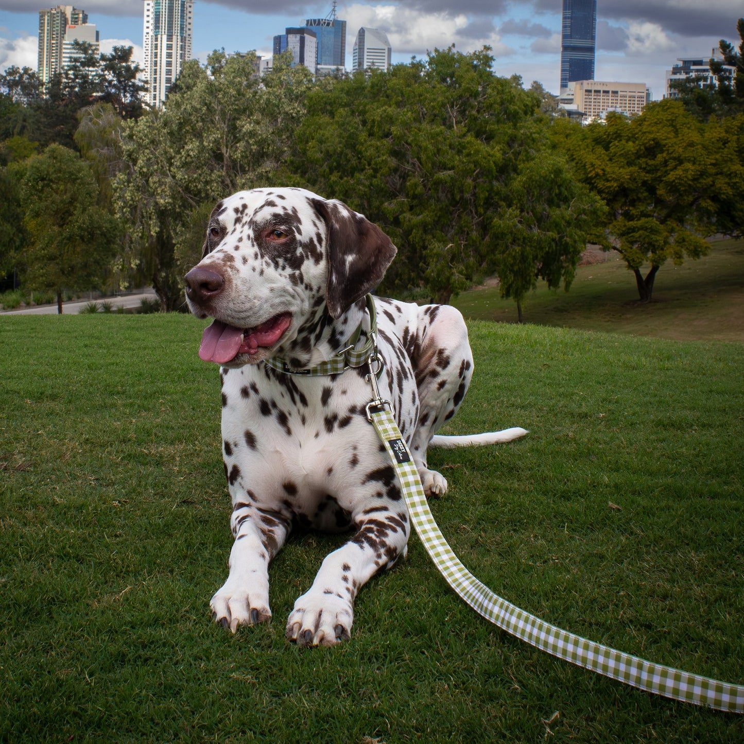 Olive Gingham Dog Leash | Canvas & Neoprene | Premium Quality Fully Padded Leash-Leash-Dizzy Dog Collars