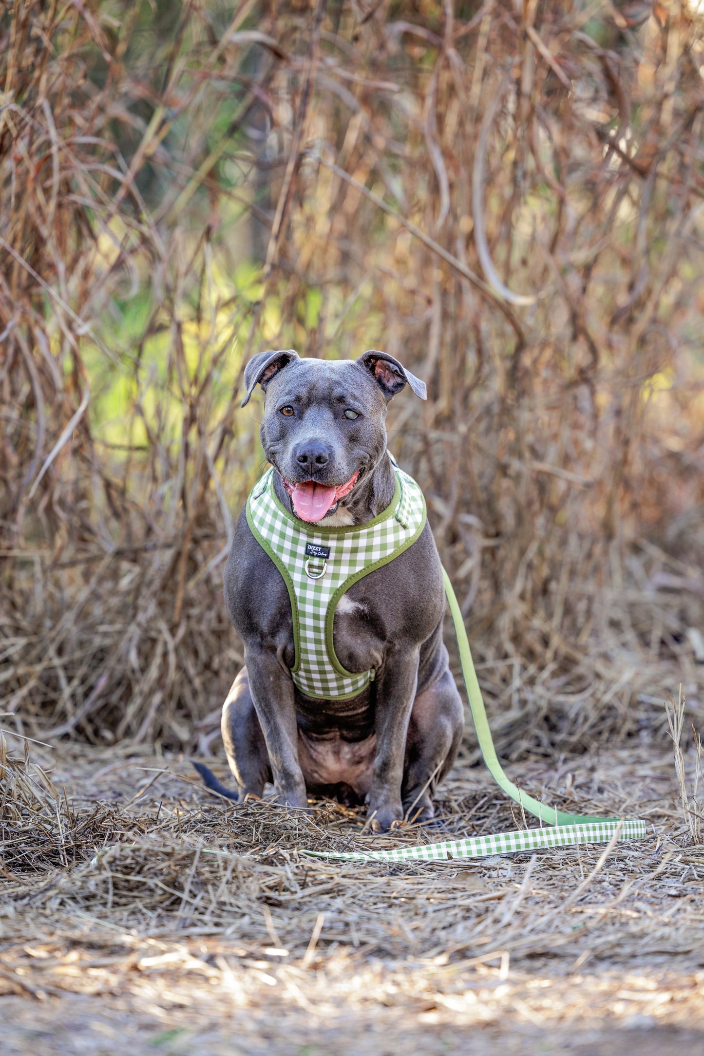 Olive Gingham Dog Leash | Canvas & Neoprene | High Quality Fully Padded Leash-Leash-Dizzy Dog Collars