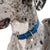 Navy Blue Dog Collar - Chasing Winter