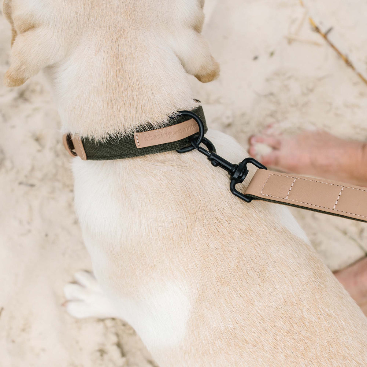 Leather Working Dog Collar, Dog Collars Australia