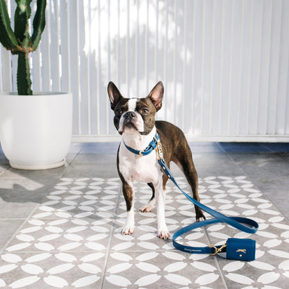 boston terrier wearing blue dog collar with lead attached on grey white patterned tile floor infront of white wall and cactus plant