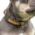 army green and beige collar - chasing winter