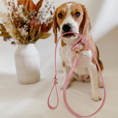 beagle wearing a pink collar and lead by chasing winter
