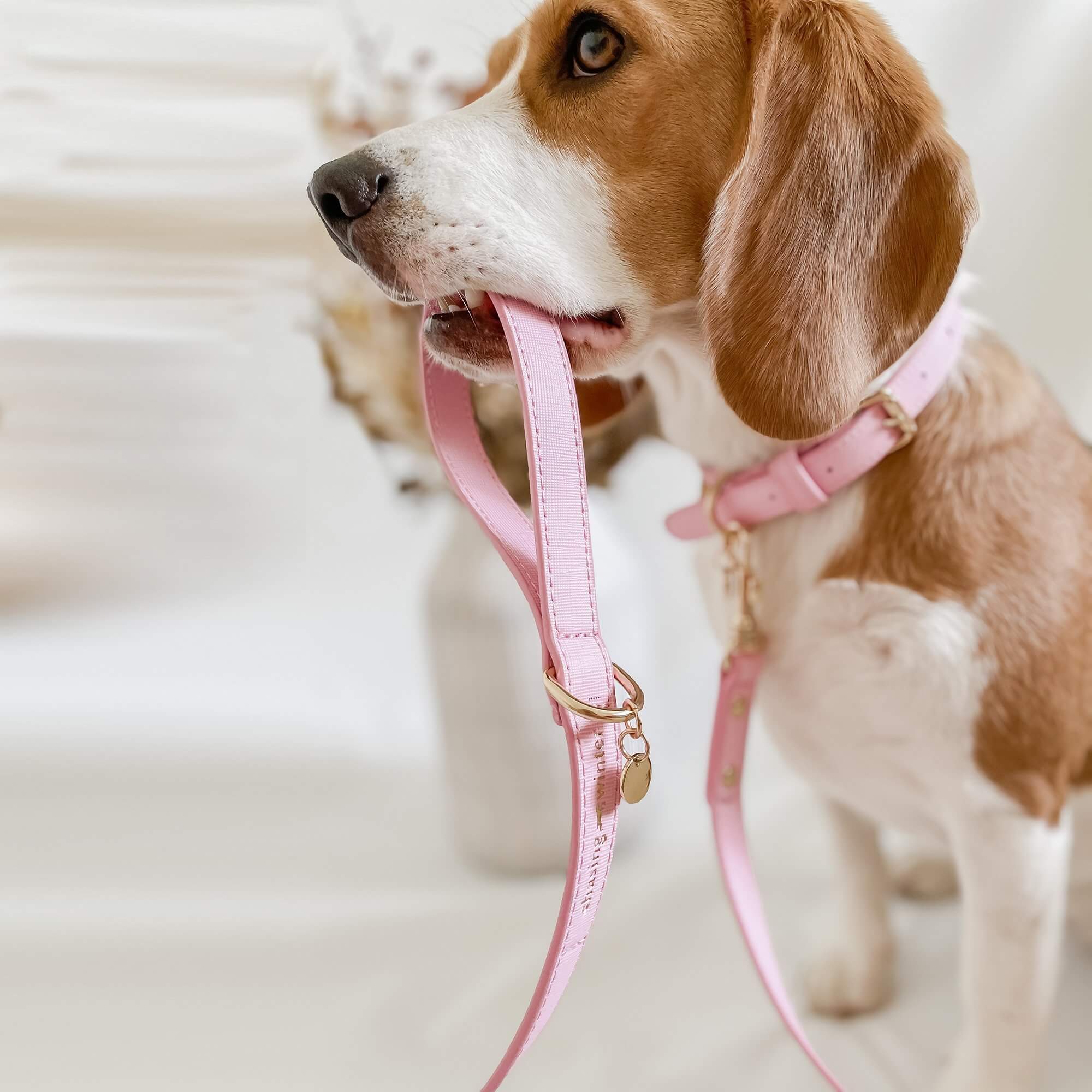 Matching dog store harness and lead