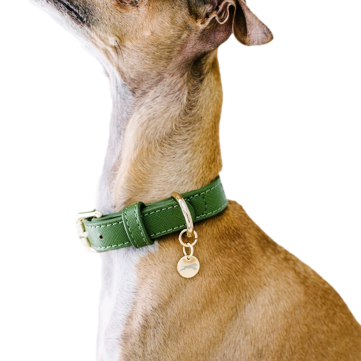 Green Dog Collar - Chasing Winter