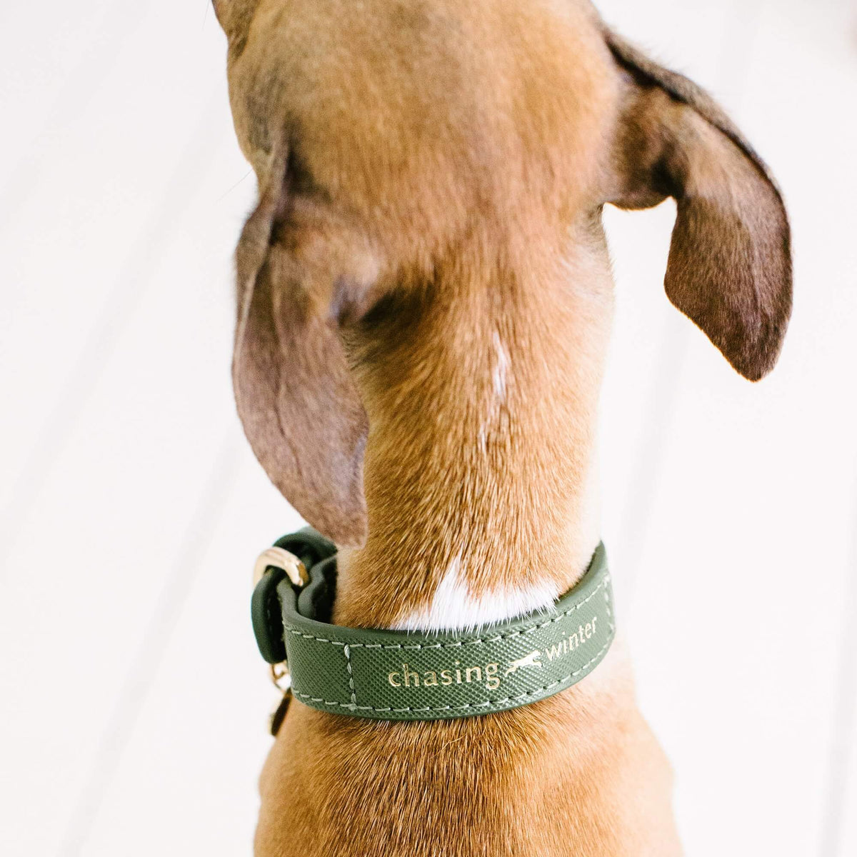 Vegan dog outlet collars