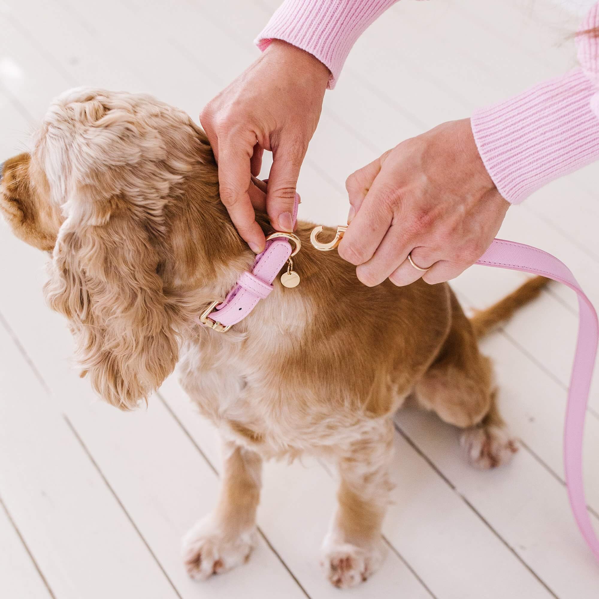 pink dog collar and lead bundle - chasing winter