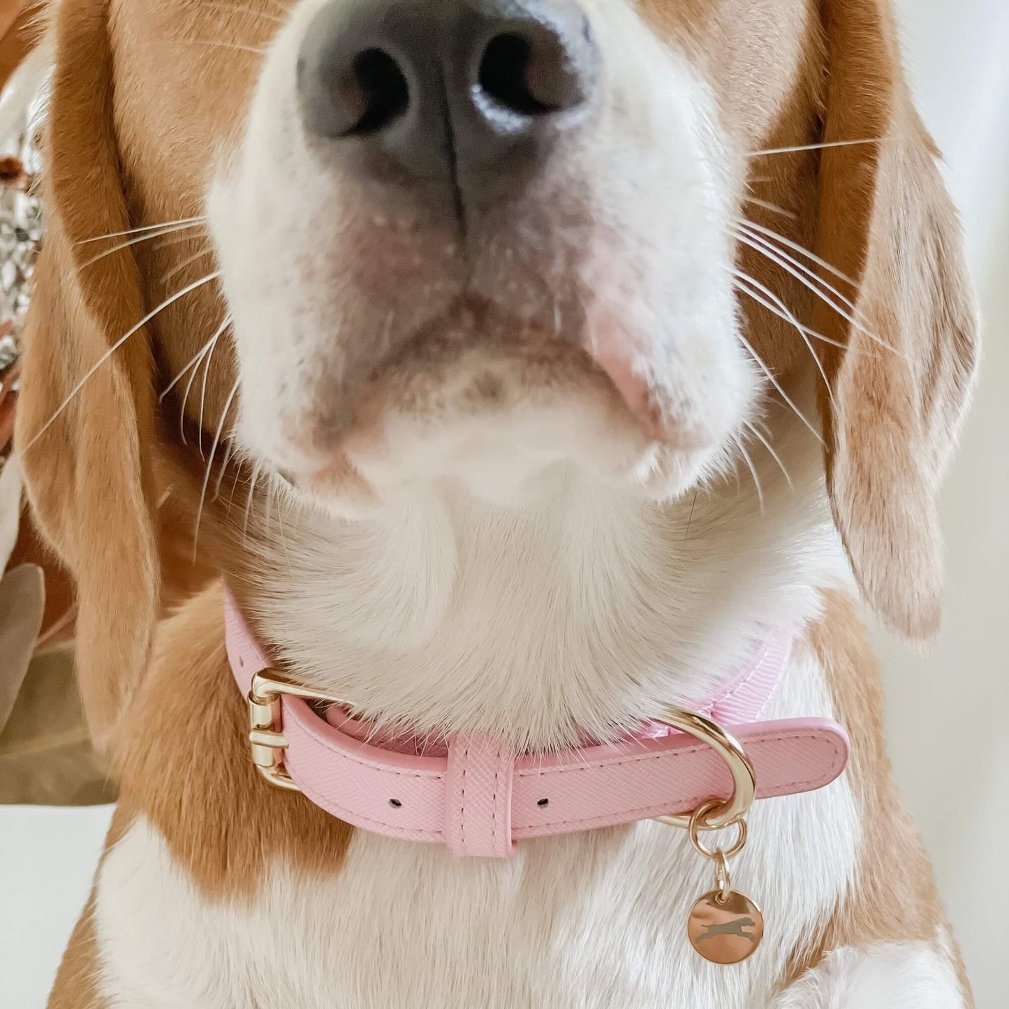 pink princess collar for medium dogs - chasing winter